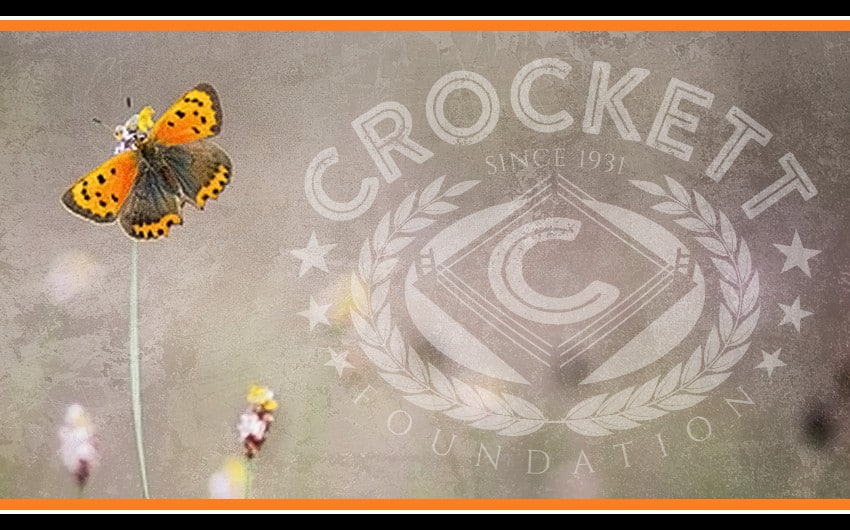Crockett Foundation Flutterby