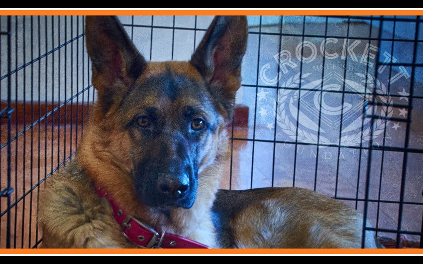 Crockett Foundation Service Dog Training